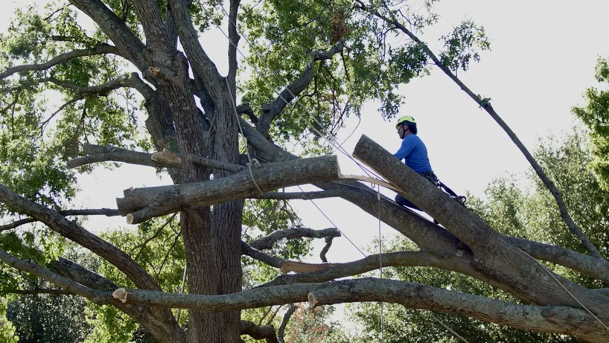 Professional Crown Thinning performed by certified arborists in Day