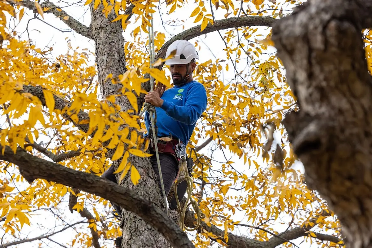 Skilled Tree Transplanting crew working in Day